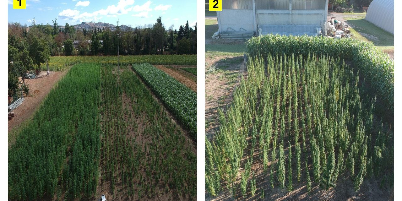 News carifit task 1.2