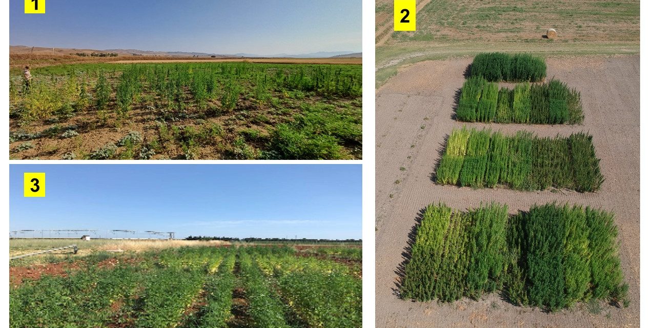 News carifit task 1.3